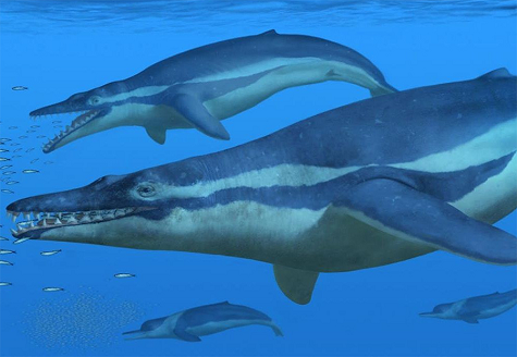 Whales Swimming